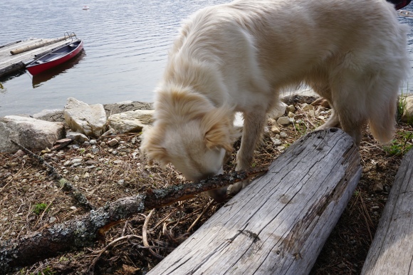 Shuswap Benny sniffing